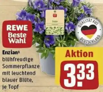 REWE Enzian Angebot