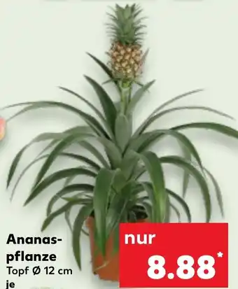 Kaufland Ananaspflanze Angebot