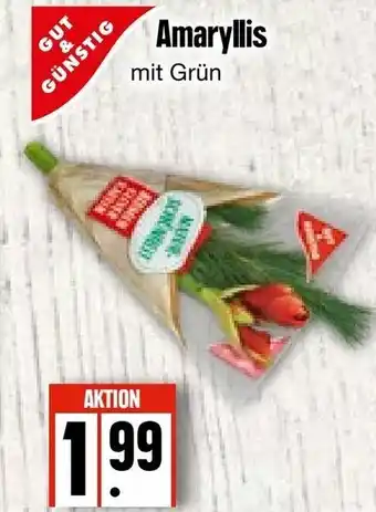 Edeka Frischemarkt Amaryllis mit Grün Angebot