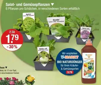 V Markt Salat- und Gemüsepflanzen Angebot