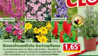 Norma Bienenfreundliche Gartenpflanze Angebot