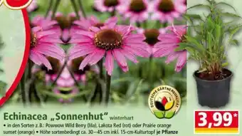 Norma Echinacea ,,Sonnenhut" Angebot