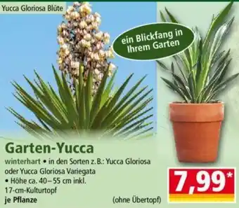 Norma Garten-Yucca Angebot