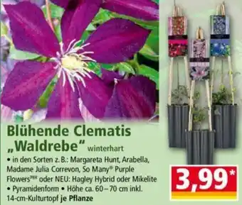 Norma Blühende Clematis Waldrebe Angebot