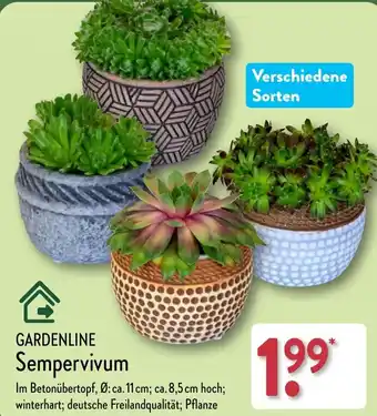 Aldi Nord GARDENLINE Sempervivum Angebot