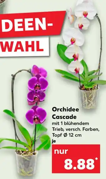 Kaufland Orchidee Cascade Angebot