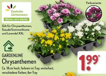 Aldi Nord GARDENLINE Chrysanthemen Angebot