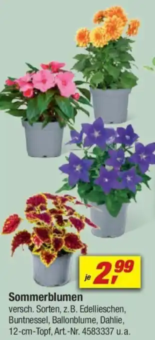 toom Baumarkt Sommerblumen Angebot
