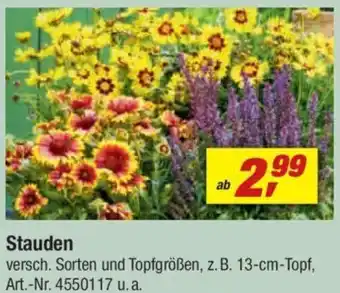 toom Baumarkt Stauden Angebot