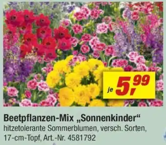 toom Baumarkt Beetpflanzen-Mix ,,Sonnenkinder" Angebot