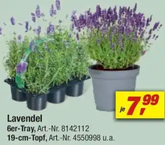 toom Baumarkt Lavendel Angebot