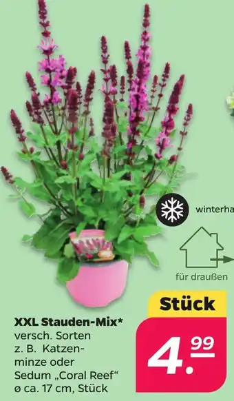 NETTO XXL Stauden-Mix Angebot
