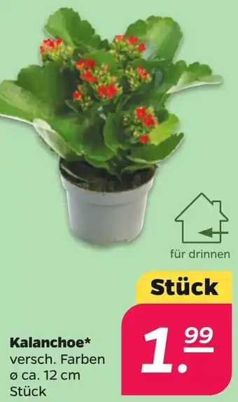 NETTO Kalanchoe Angebot
