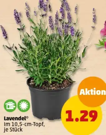 PENNY Lavendel Angebot