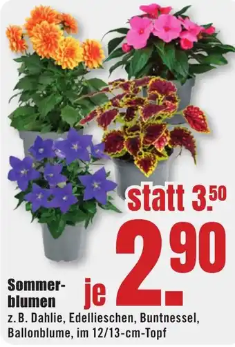 B1 Discount Baumarkt Sommerblumen Angebot