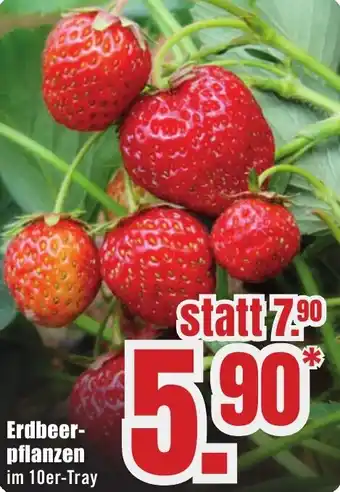 B1 Discount Baumarkt Erdbeerpflanzen Angebot