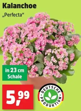 Thomas Philipps Kalanchoe „Perfecta" Angebot