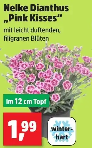 Thomas Philipps Nelke Dianthus ,,Pink Kisses" Angebot