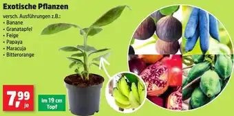 Thomas Philipps Exotische Pflanzen Angebot