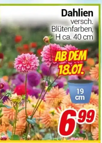 CENTERSHOP Dahlien Angebot