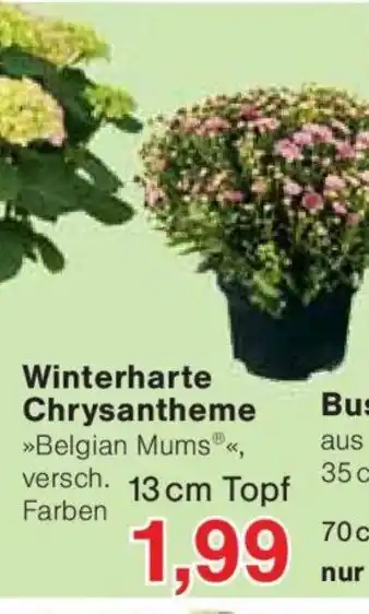 Jawoll Winterharte Chrysantheme Angebot