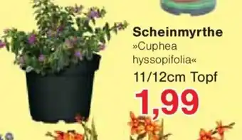 Jawoll Scheinmyrthe Angebot