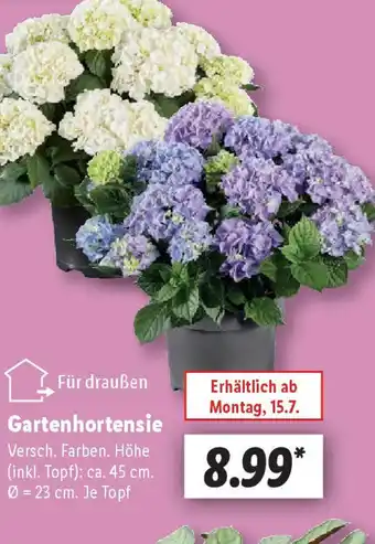 Lidl Gartenhortensie Angebot