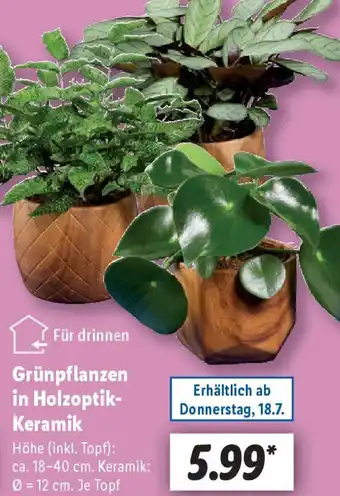 Lidl Grünpflanzen in Holzoptik- Keramik Angebot