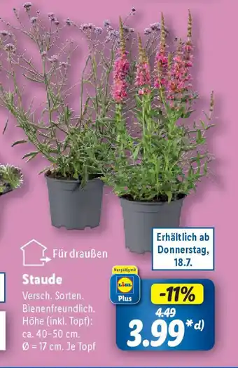 Lidl Staude Angebot
