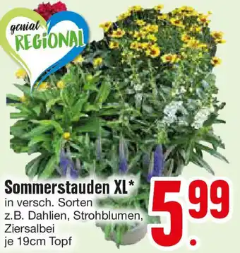 Edeka Sommerstauden XL Angebot