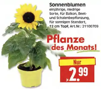 Herkules Baumarkt Sonnenblumen Angebot