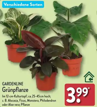Aldi Nord GARDENLINE Grünpflanze Angebot
