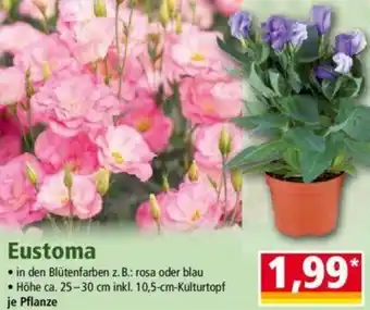 Norma Eustoma Angebot