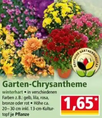 Norma Garten-Chrysantheme Angebot