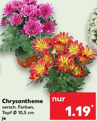 Kaufland Chrysantheme Angebot