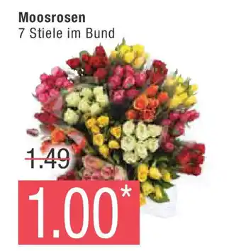 Marktkauf Moosrosen Angebot