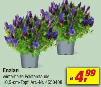 toom Baumarkt Enzian Angebot