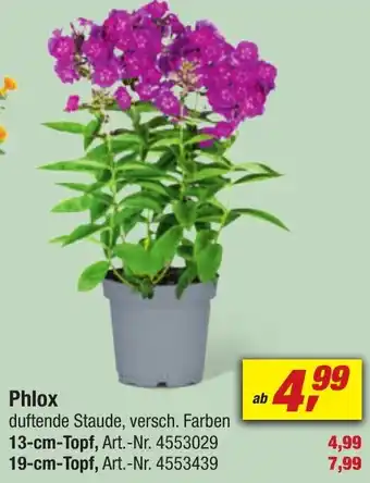 toom Baumarkt Phlox Angebot
