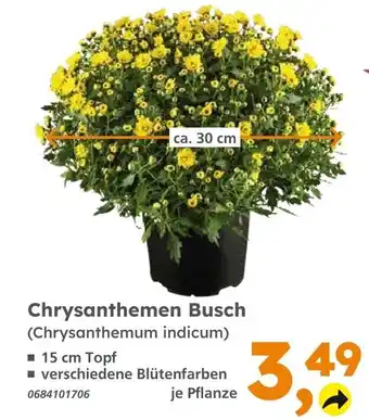 Globus Baumarkt Chrysanthemen Busch (Chrysanthemum indicum) Angebot