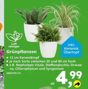 Globus Baumarkt Grünpflanzen Angebot