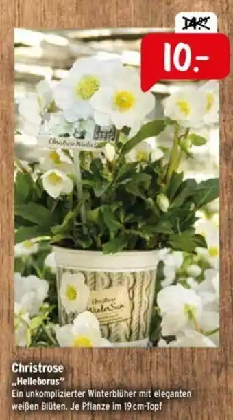 Raiffeisen Markt Christrose Helleborus Angebot