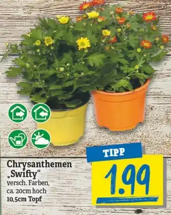 NP Discount Chrysanthemen Swifty Angebot