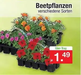 Zimmermann Beetpflanzen Angebot