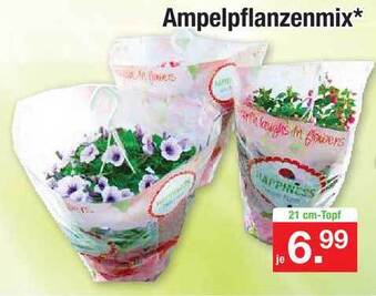 Zimmermann Ampelpflanzenmix Angebot