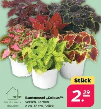 NETTO Buntnessel ,,Coleus" Angebot