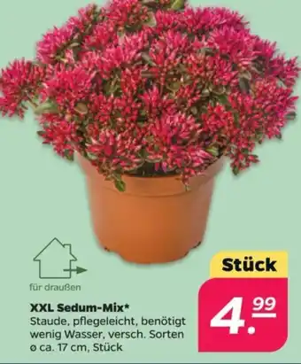 NETTO XXL Sedum-Mix Angebot