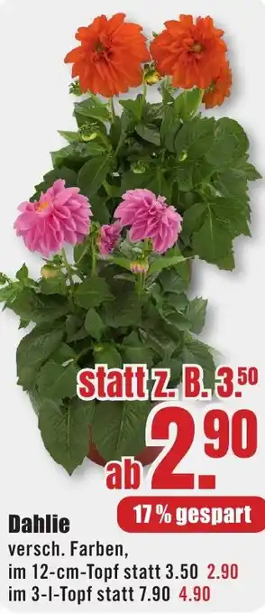 B1 Discount Baumarkt Dahlie Angebot