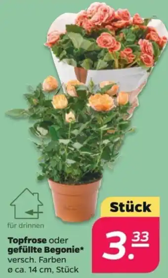 NETTO Topfrose oder gefüllte Begonie Angebot