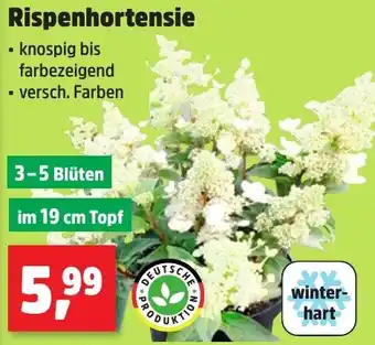 Thomas Philipps Rispenhortensie Angebot