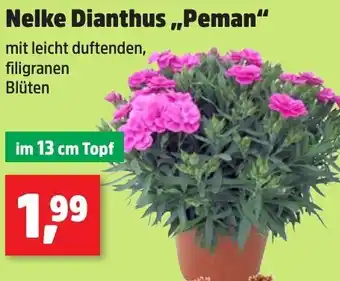 Thomas Philipps Nelke Dianthus ,,Peman" Angebot
